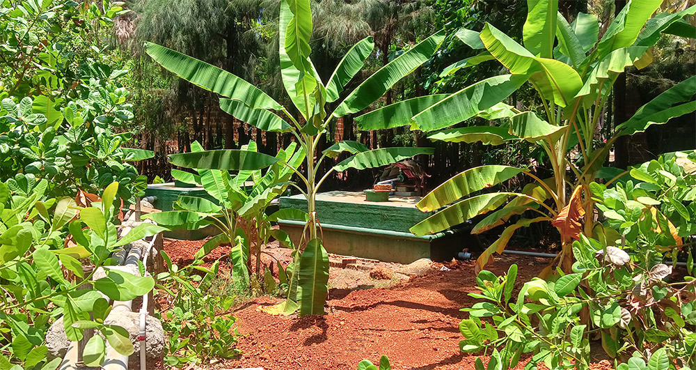 Biodigester